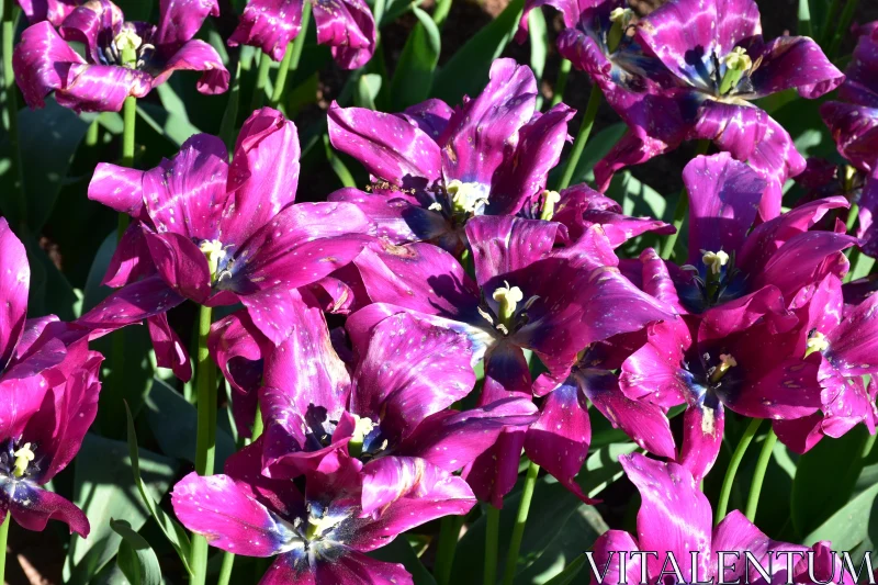 Vibrant Magenta Tulips Free Stock Photo