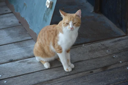 Ginger and White Cat Sitting