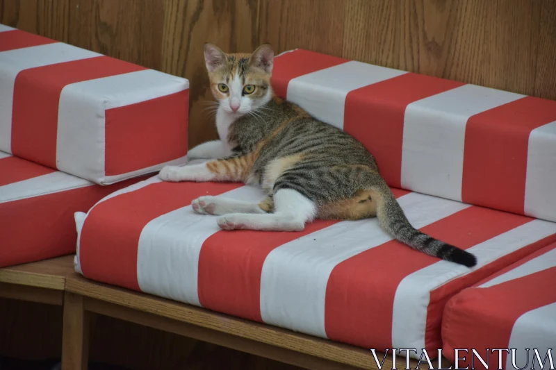 PHOTO Relaxed Cat Lounging on Striped Cushion