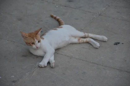 Tranquil Feline on Stone Surface in Cyprus