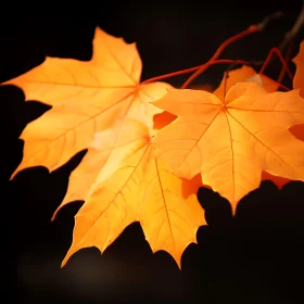 Detailed Autumn Foliage Image