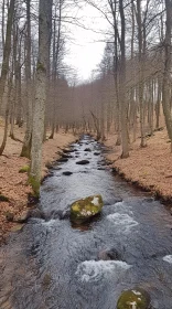 Autumn Stream Amidst Leafless Trees