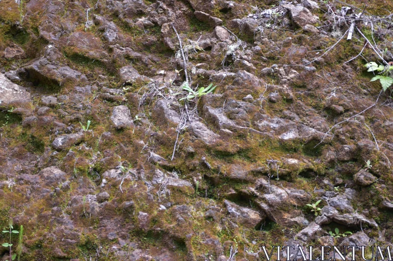 Moss-Covered Rocky Terrain Free Stock Photo