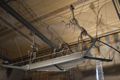 Museum Dinosaur Skeletons