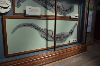 Fossil Display in Museum