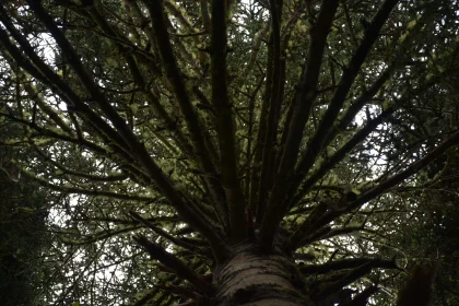 Mossy Tree from Below