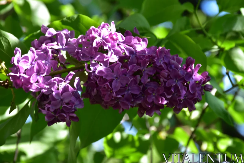 Lilacs Blooming in Spring Free Stock Photo