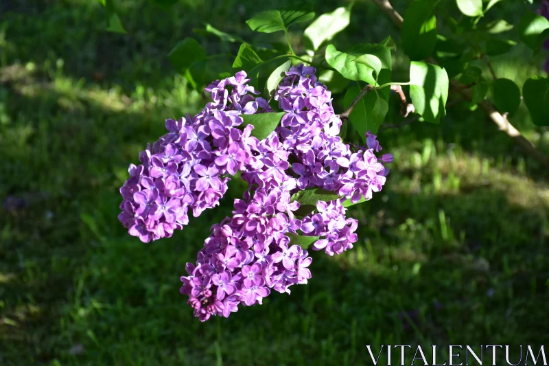 Sunlit Purple Lilac Flowers Free Stock Photo