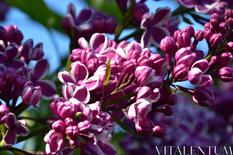 Blooming Lilacs Free Stock Photo