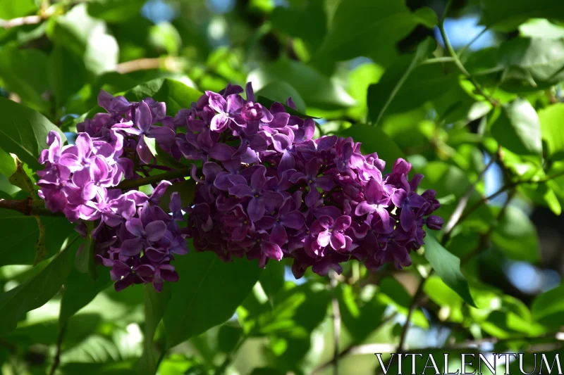 Lilac Flowers Among Green Leaves Free Stock Photo