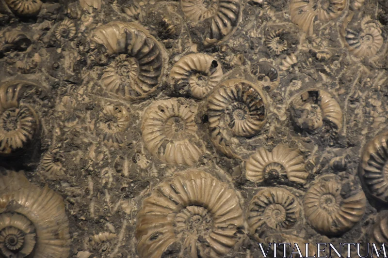 Fossilized Ammonite Shells Free Stock Photo