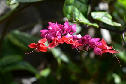 Striking Flower Cluster in Garden Setting Free Stock Photo