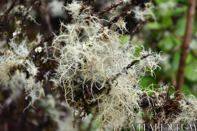 PHOTO Lichen on Tree Branches