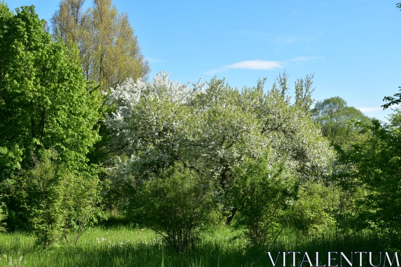 Spring Blossom in Nature Free Stock Photo