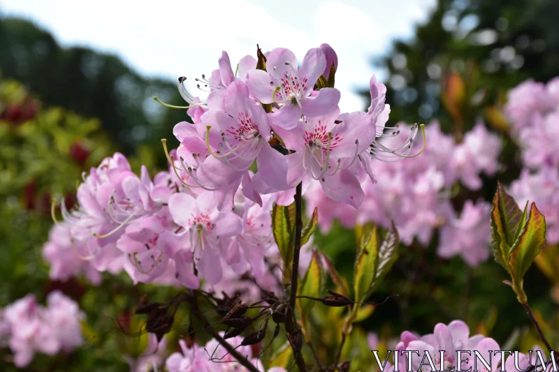 Pink Azalea Blossoms in Spring Garden Free Stock Photo