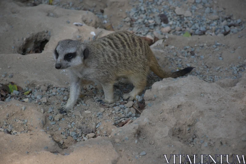 PHOTO Suricate on Guard