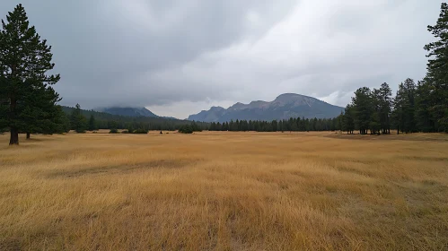 Tranquil Mountain Meadow Landscape