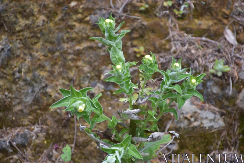 Floral Life on Rocks Free Stock Photo