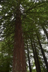 Forest Giant with Spreading Branches