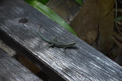 Reptile Sunbathing on Aged Wood