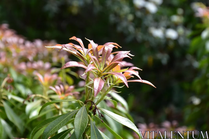 Reddish Foliage Spotlight Free Stock Photo