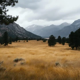 Golden Field and Mountain Vista