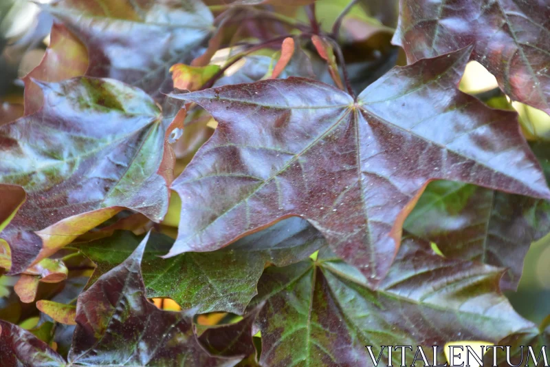 Detailed View of Autumn Foliage Free Stock Photo