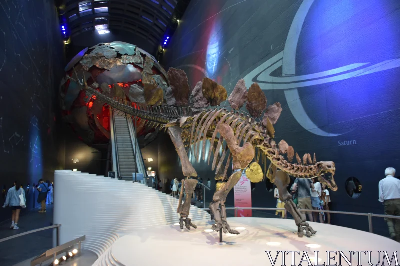 Dinosaur Skeleton in Museum Hall Free Stock Photo