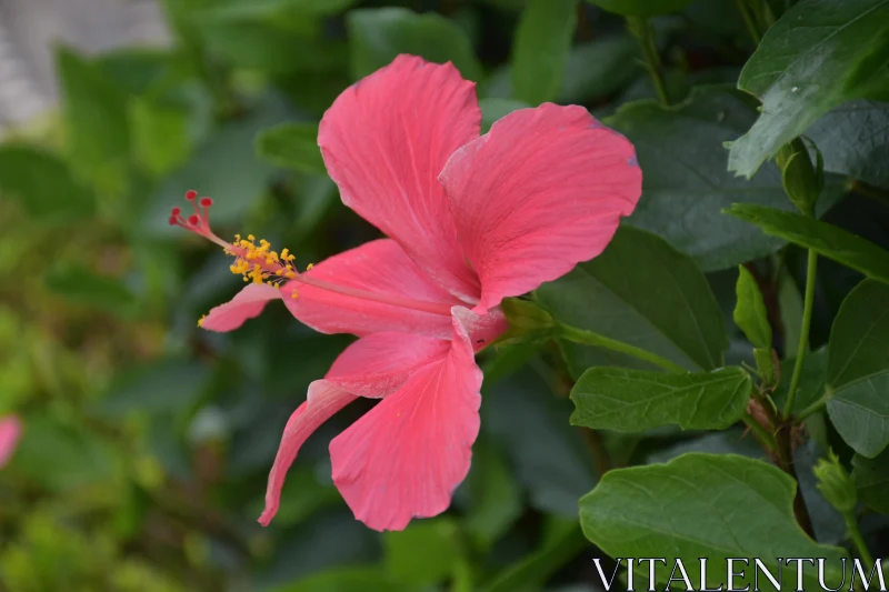 Exquisite Pink Hibiscus in Garden Free Stock Photo