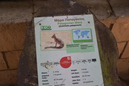 Educational Display of Patagonian Mara