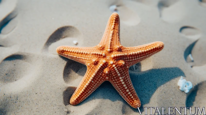 Starfish on Sandy Beach - A Study in Nature's Authenticity AI Image