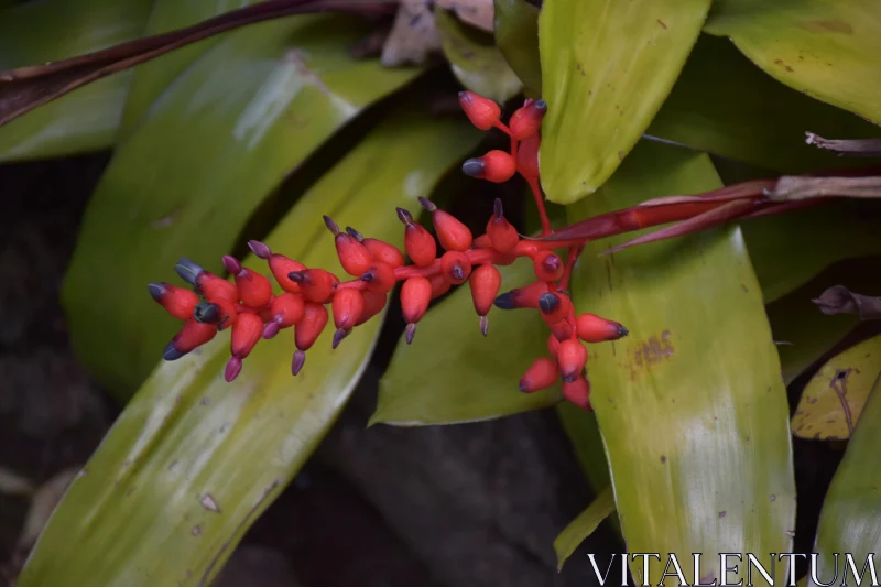 Exotic Tropical Bloom in Bold Colors Free Stock Photo