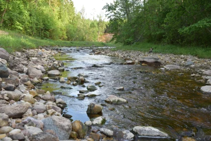 Tranquil Forest Stream