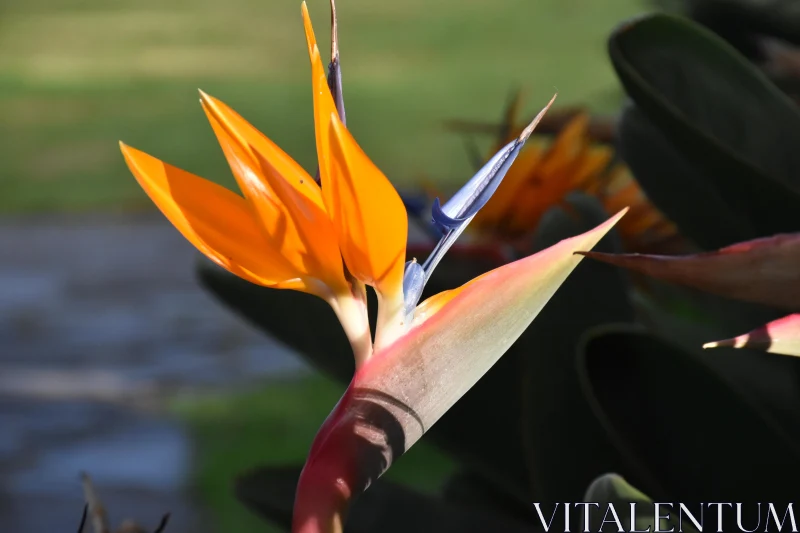 Strelitzia Blossom Free Stock Photo