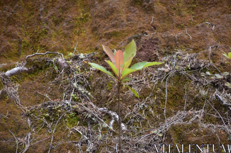 Resilient Sapling on Mossy Ground Free Stock Photo