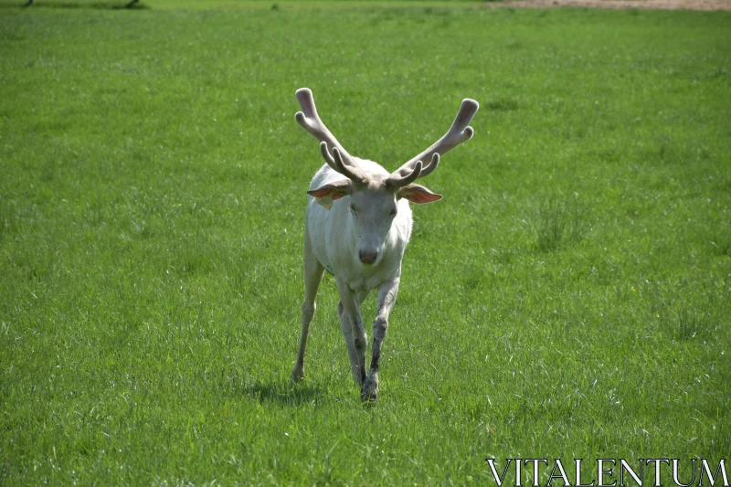 Regal White Deer Free Stock Photo