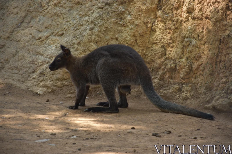 PHOTO Kangaroo on Sandy Terrain