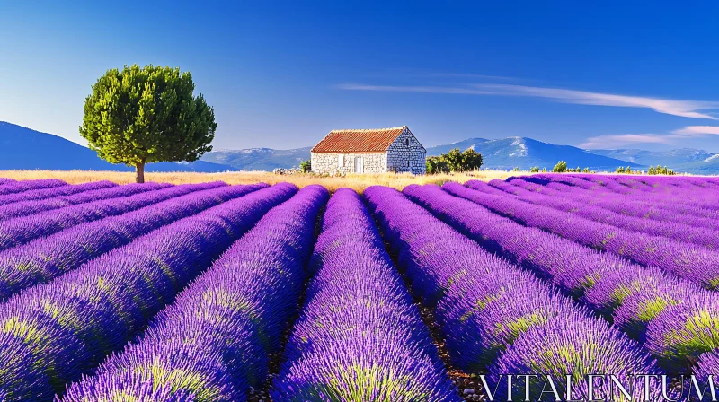 Scenic Lavender Field Landscape AI Image