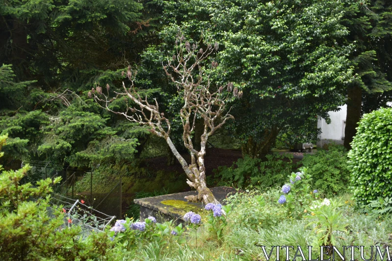 Gnarled Tree in Lush Garden Free Stock Photo