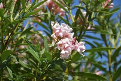 Pink Oleander Flower Cluster