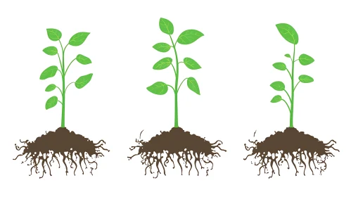 Three Green Seedlings with Roots