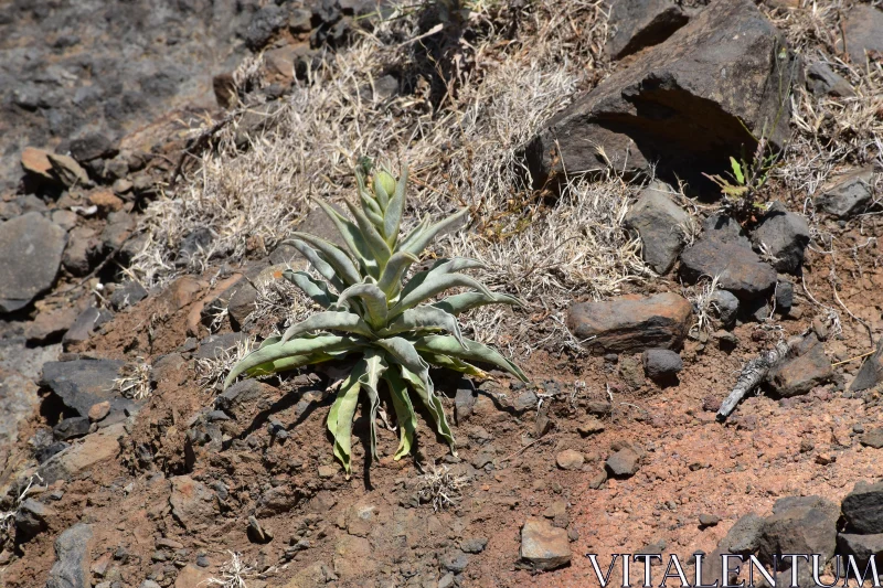 PHOTO Survival of Flora in Dry Landscapes