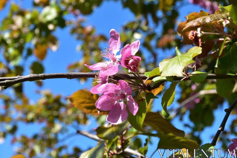 Springtime Pink Blossoms Free Stock Photo