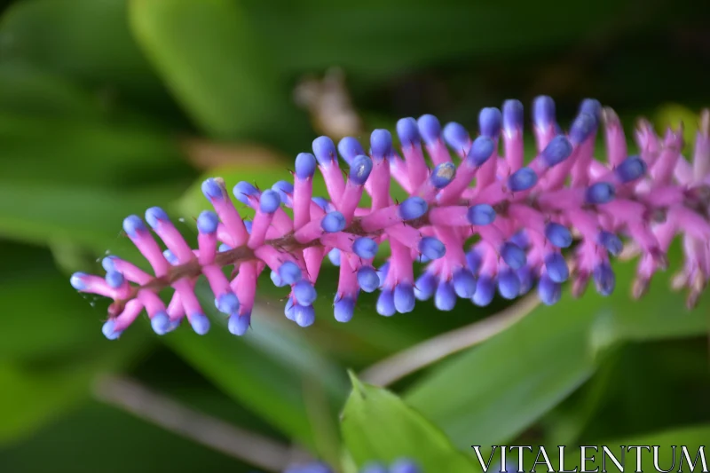 PHOTO Intricate Bloom in Nature's Palette