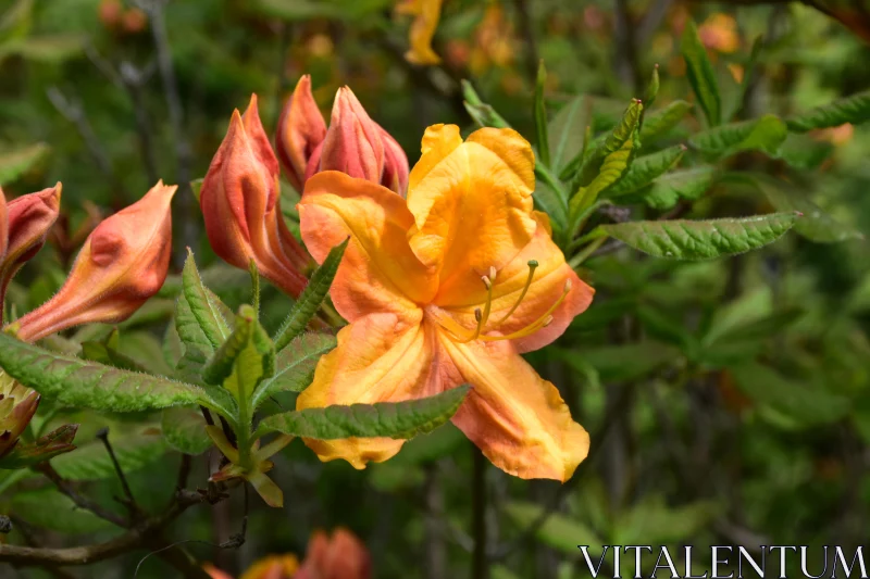 Orange Azalea Flower Close-Up in Garden Free Stock Photo