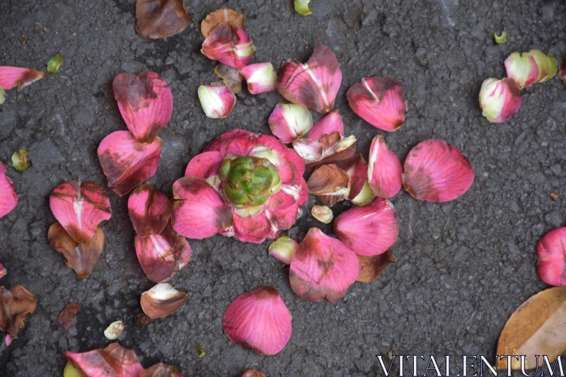 PHOTO Fallen Flowers on Pavement