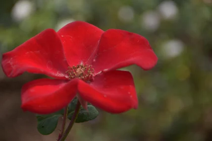 Lush Red Rose in Natural Setting