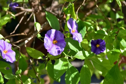 Purple Blooms with Green Leaves