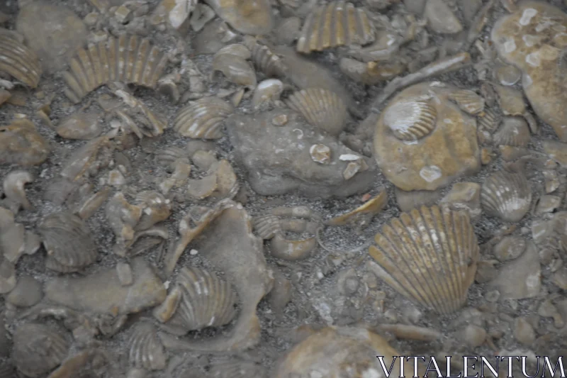 PHOTO Fossil Shells