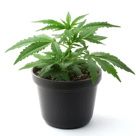 Flourishing Plant in Simple Container